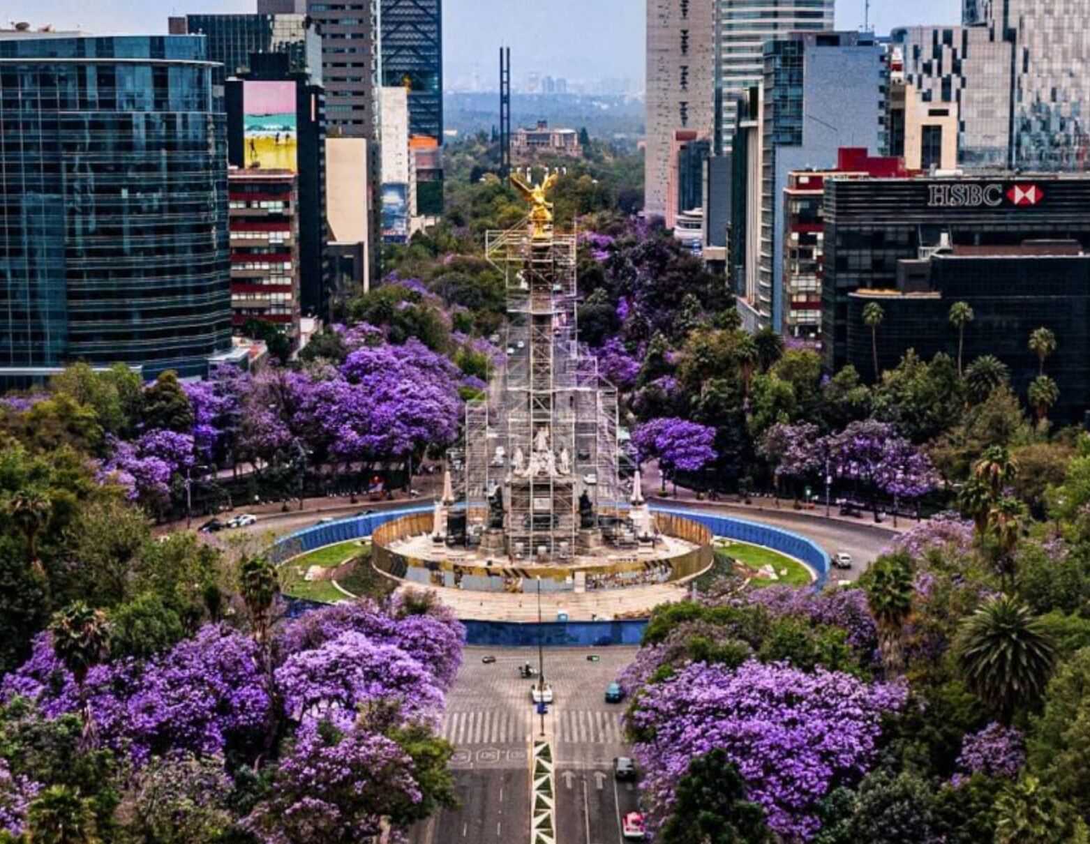 The best spots in the city to see jacaranda trees