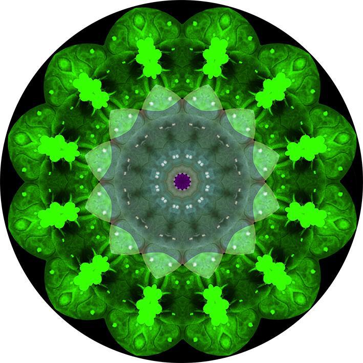 JJ Martin Mandalas 1